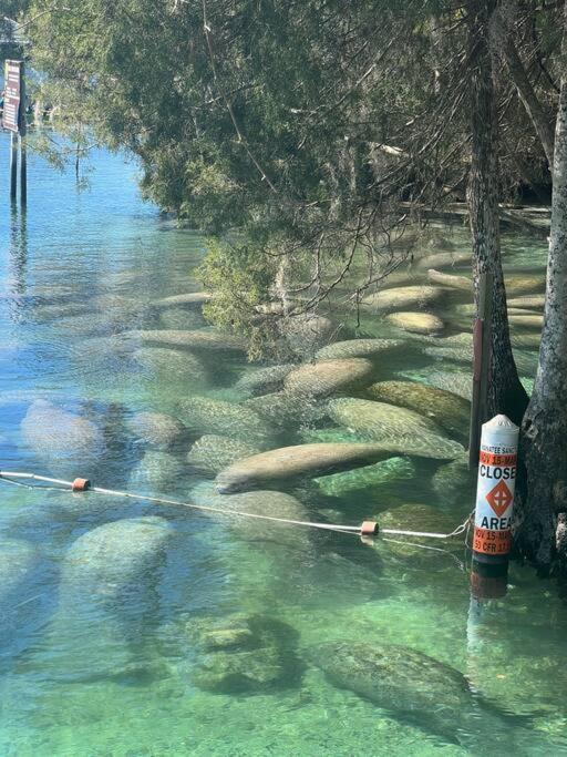 House Of Manatees-entire House With Yard, Fire Pit, Dog Friendly